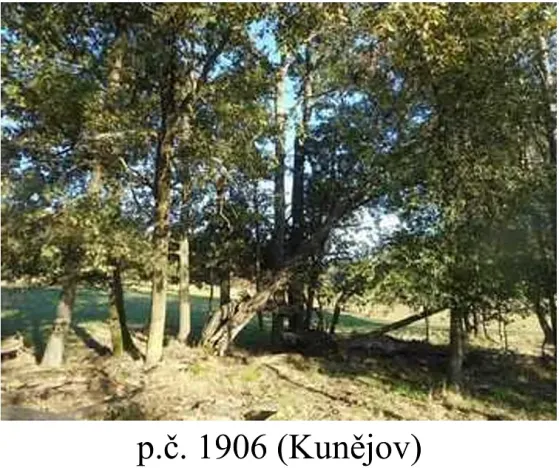 Prodej lesa, Člunek, 1343 m2