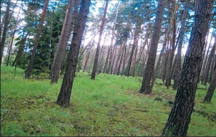 Prodej lesa, Dolní Vilémovice, 9629 m2