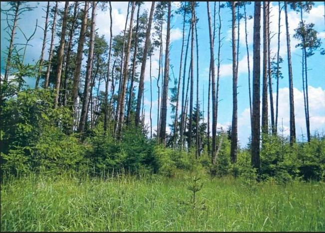 Prodej lesa, Dolní Vilémovice, 9629 m2