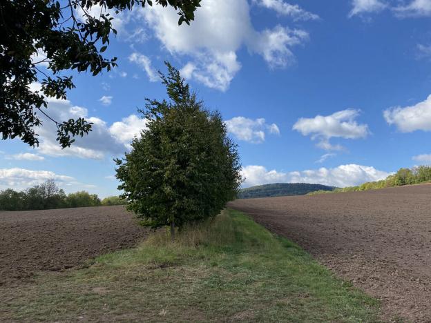 Prodej lesa, Lánov - Horní Lánov, 15996 m2