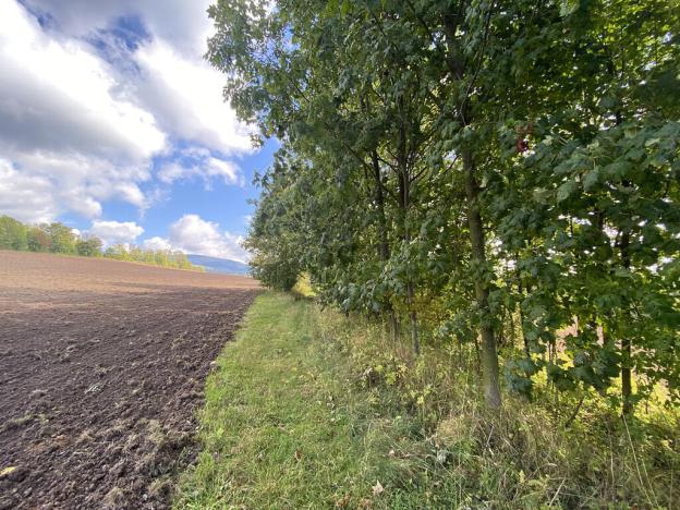 Prodej lesa, Lánov - Horní Lánov, 15996 m2