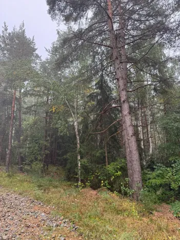Prodej lesa, Zábrdí, 9676 m2