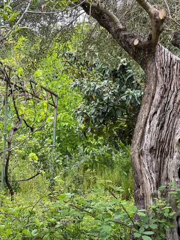 Prodej vily, Scalea, Itálie, 180 m2