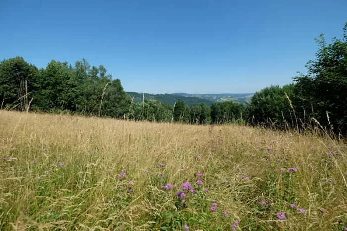 Prodej louky, Vyškovec, 4953 m2