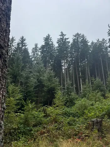 Prodej podílu pole, Nicov, 2230 m2