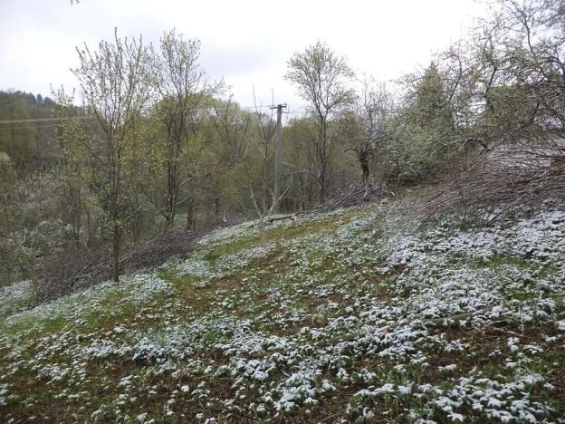 Dražba pozemku pro bydlení, Benešov nad Černou, 2520 m2