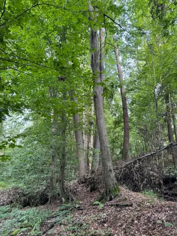 Prodej podílu lesa, Staříč, 16254 m2