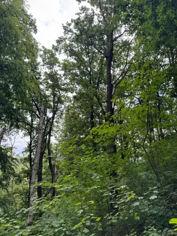 Prodej lesa, Radimovice, 7734 m2