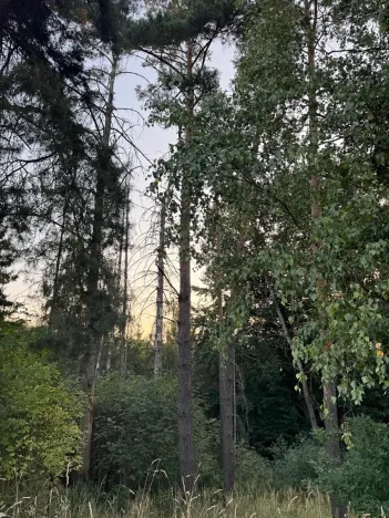 Prodej lesa, Horní Bukovina, 2690 m2