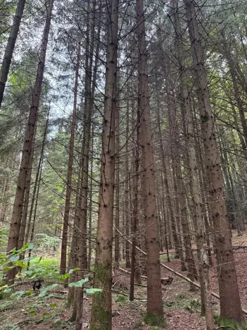 Prodej lesa, Nové Hrady, 5524 m2