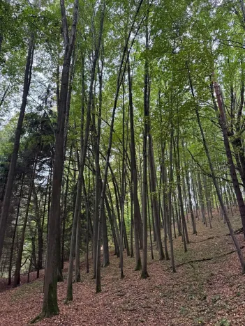 Prodej lesa, Nové Hrady, 5524 m2