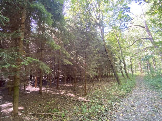 Prodej lesa, Lánov - Horní Lánov, 15996 m2