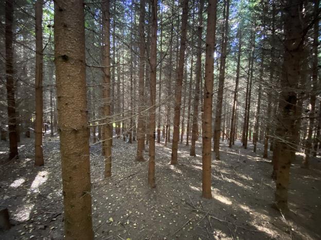 Prodej lesa, Lánov - Horní Lánov, 15996 m2