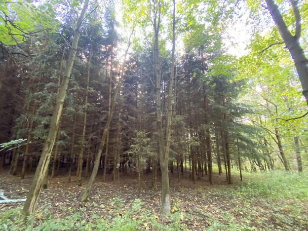 Prodej lesa, Lánov - Horní Lánov, 15996 m2