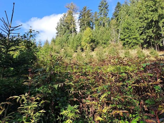 Prodej lesa, Zlín, 152613 m2