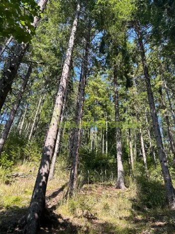 Prodej lesa, Nýdek, 16920 m2