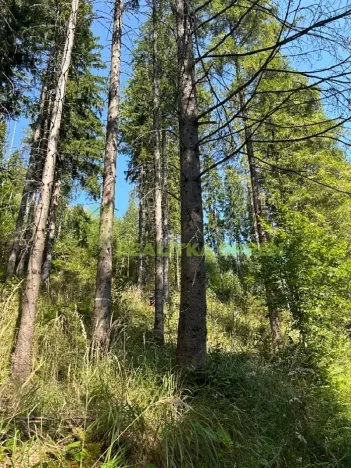 Prodej lesa, Nýdek, 16920 m2