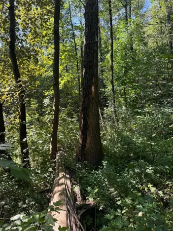 Prodej lesa, Ostrava, 4400 m2