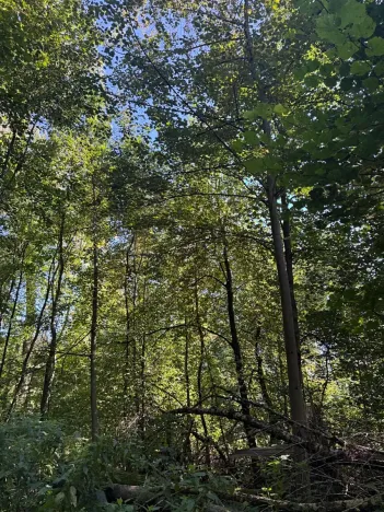 Prodej lesa, Ostrava, 4400 m2