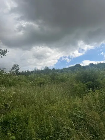 Prodej lesa, Brtnice, 14739 m2