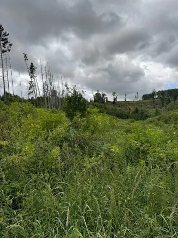 Prodej lesa, Brtnice, 14739 m2