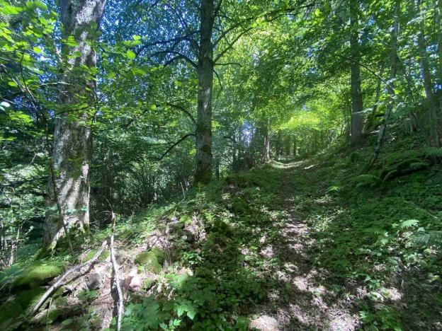 Prodej pozemku, Hartmanice, 3924 m2