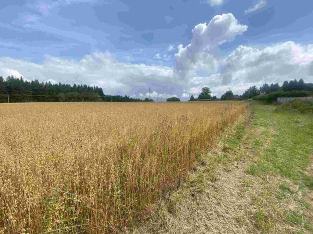 Prodej pozemku, Kamenná Horka, 6926 m2