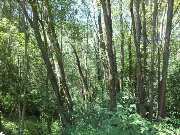 Prodej pozemku, Přídolí - Všeměry, 3581 m2