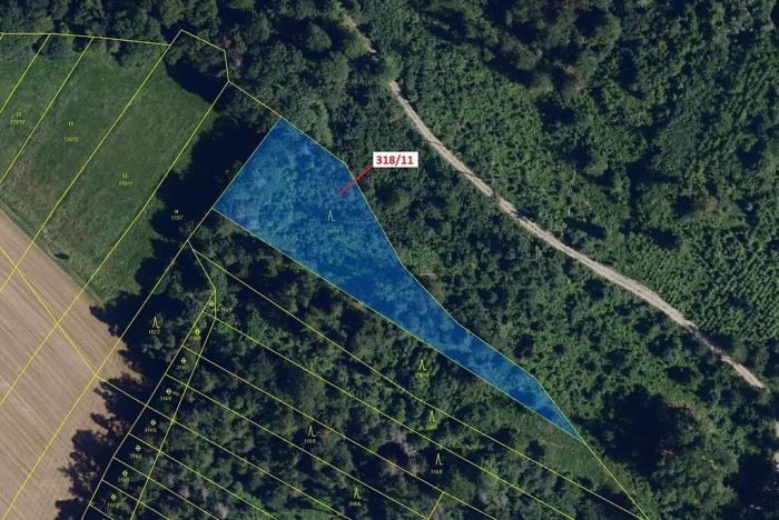 Dražba lesa, Lesní Hluboké, 3838 m2