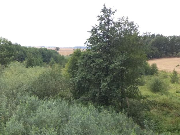 Dražba louky, Bohuslavice, 8942 m2