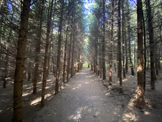 Prodej lesa, Lánov - Horní Lánov, 11269 m2