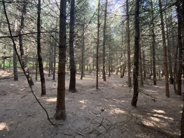 Prodej lesa, Lánov - Horní Lánov, 11269 m2