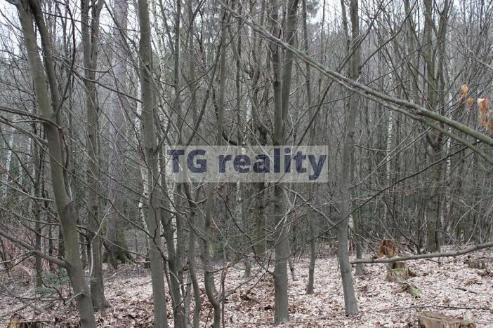 Prodej lesa, Babice, 8867 m2