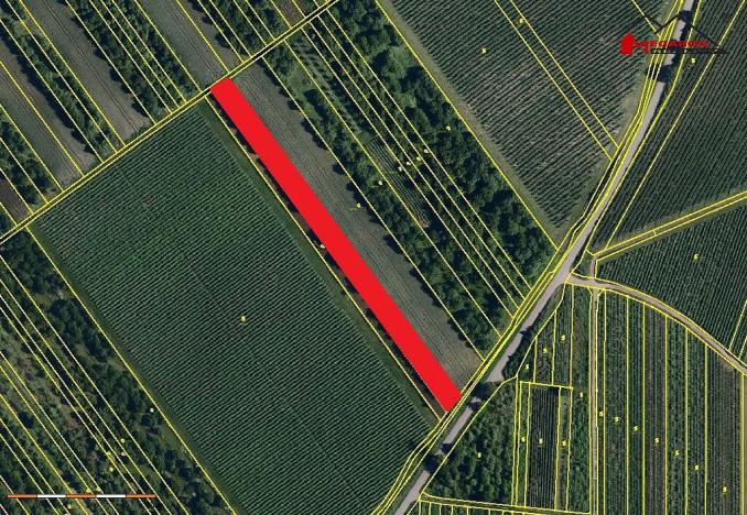 Prodej zahrady, Velké Bílovice, 3450 m2