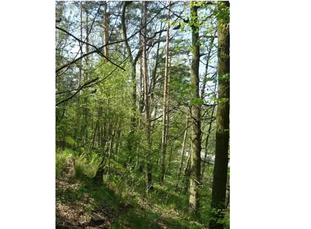 Prodej lesa, Velké Meziříčí, 3927 m2