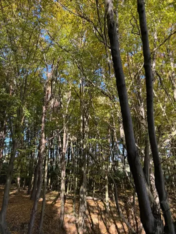 Prodej lesa, Mohelnice, 6148 m2