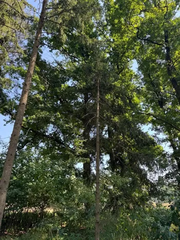 Prodej lesa, Bolehošť, 3558 m2