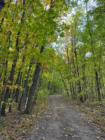 Prodej lesa, Libišany, 3737 m2