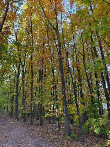 Prodej lesa, Libišany, 3737 m2