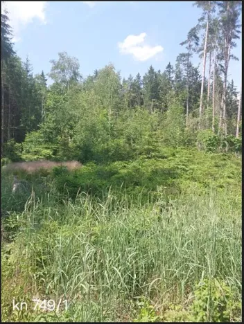 Prodej podílu lesa, Popelín, 10176 m2