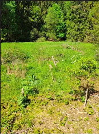 Prodej podílu lesa, Smilovy Hory, 2675 m2