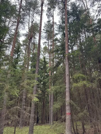 Prodej podílu lesa, Ledenice, 4462 m2