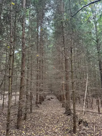 Prodej podílu lesa, Ledenice, 4462 m2