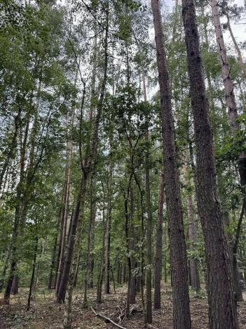Prodej podílu lesa, Břehy, 2081 m2