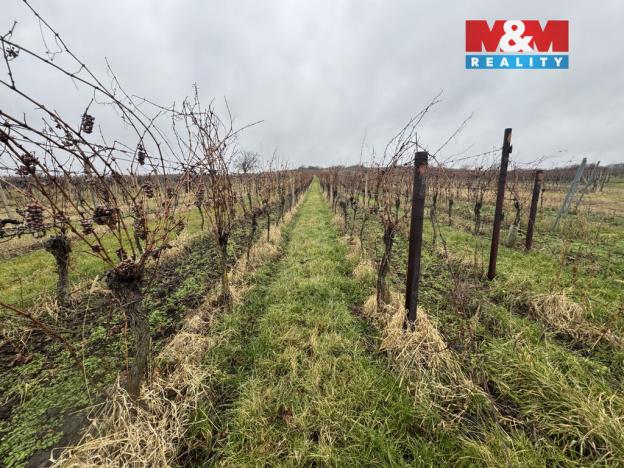 Prodej pole, Dolní Dunajovice, 6580 m2