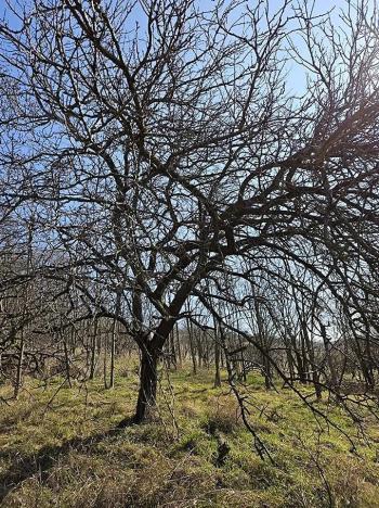 Prodej sadu/vinice, Velké Němčice, 3259 m2
