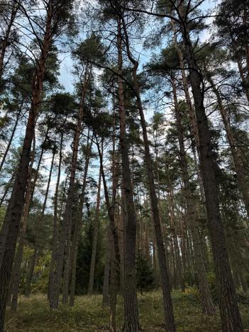Prodej lesa, Čermná, 9742 m2