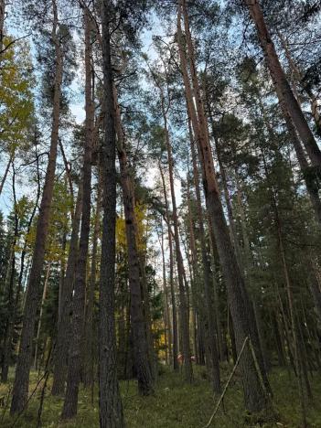 Prodej lesa, Čermná, 9742 m2