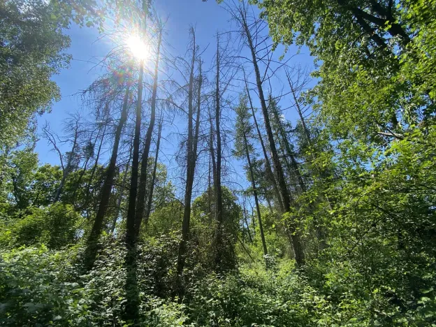 Prodej lesa, Kropáčova Vrutice - Sušno, 15167 m2