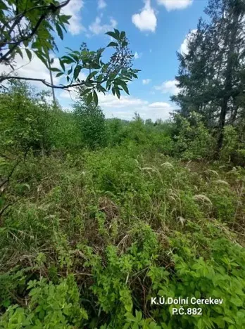Prodej podílu lesa, Dolní Cerekev, 11817 m2